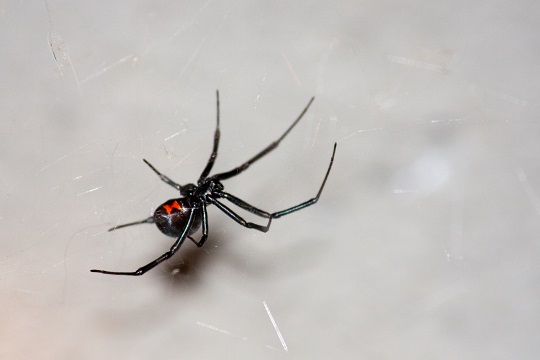 North American Poisonous Spiders