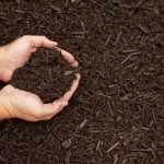 Prepare Plants for Nitrogen Rich Soil to Get a Beautiful Garden - Landscapers