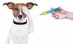 What Kind Of Pain Medicine Can I Give My Dog? - Veterinarians - Talk ...